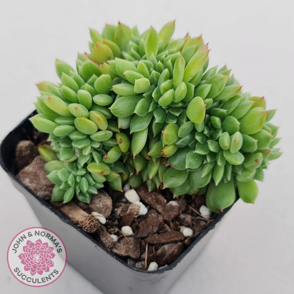 Echeveria Emerald Ripple Crest