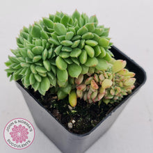 Load image into Gallery viewer, Echeveria Emerald Ripple Crest - John &amp; Norma&#39;s Succulents
