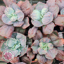 Load image into Gallery viewer, Echeveria Etna - John &amp; Norma&#39;s Succulents
