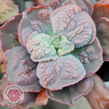 Load image into Gallery viewer, Echeveria Etna - John &amp; Norma&#39;s Succulents
