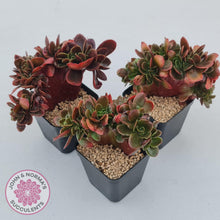 Load image into Gallery viewer, Echeveria Fimbriata Fasciculata Crest - John &amp; Norma&#39;s Succulents
