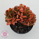 Echeveria Fimbriata Fasciculata Crest
