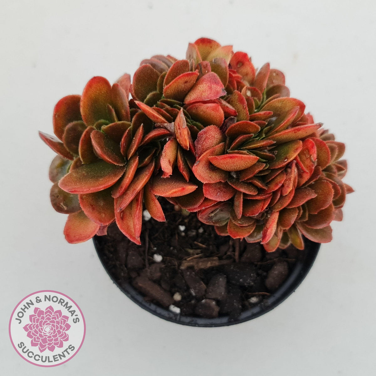 Echeveria Fimbriata Fasciculata Crest