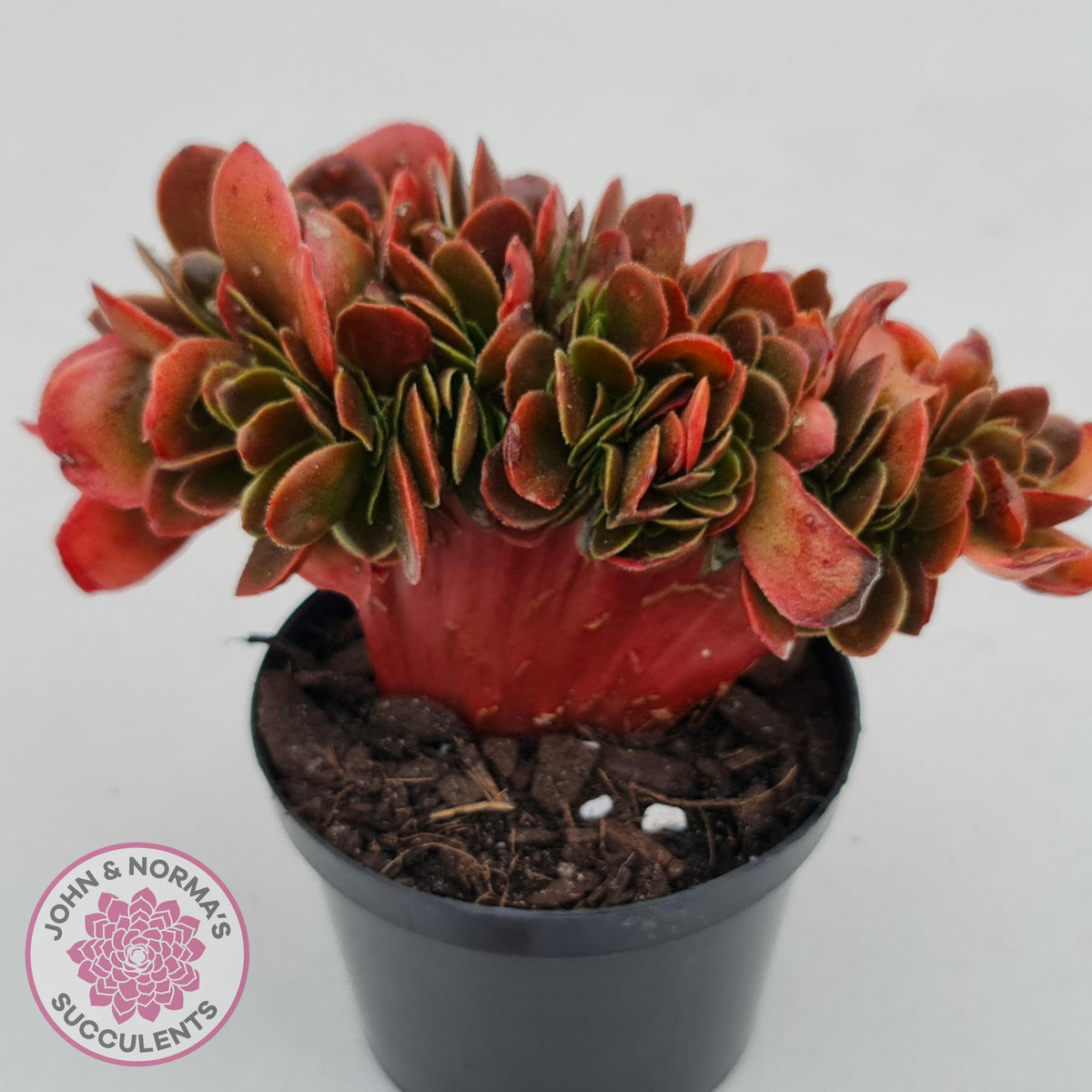 Echeveria Fimbriata Fasciculata Crest