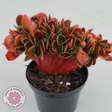 Load image into Gallery viewer, Echeveria Fimbriata Fasciculata Crest - John &amp; Norma&#39;s Succulents
