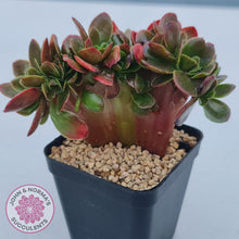 Load image into Gallery viewer, Echeveria Fimbriata Fasciculata Crest - John &amp; Norma&#39;s Succulents
