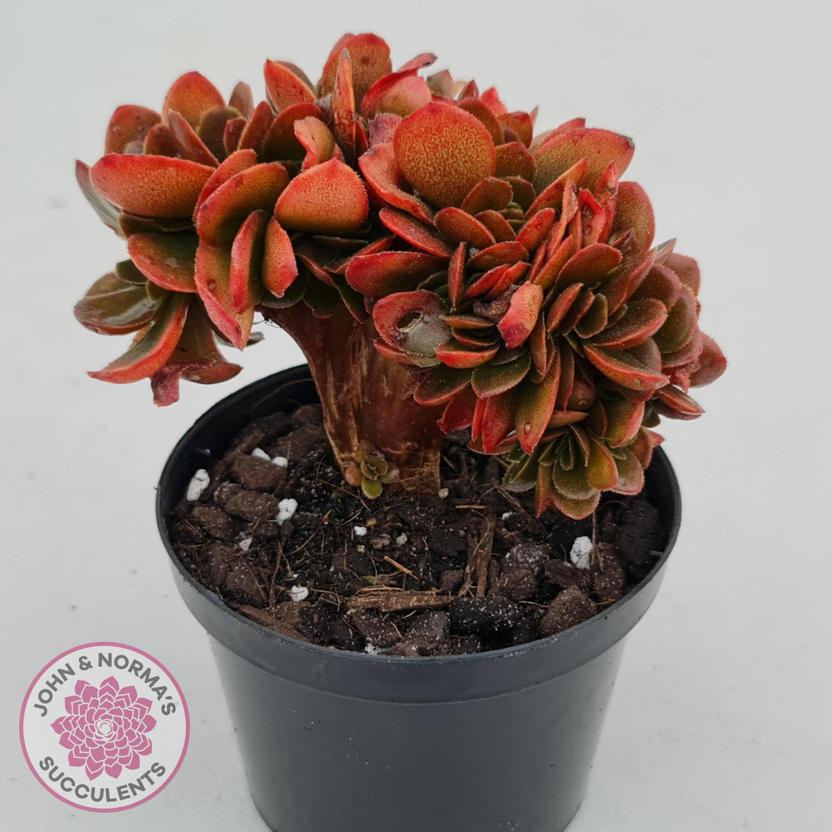 Echeveria Fimbriata Fasciculata Crest