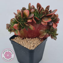 Load image into Gallery viewer, Echeveria Fimbriata Fasciculata Crest - John &amp; Norma&#39;s Succulents
