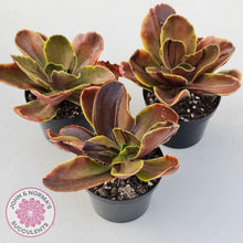 Load image into Gallery viewer, Echeveria fimbriata variegated - John &amp; Norma&#39;s Succulents
