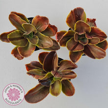 Load image into Gallery viewer, Echeveria fimbriata variegated - John &amp; Norma&#39;s Succulents
