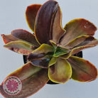 Echeveria fimbriata variegated