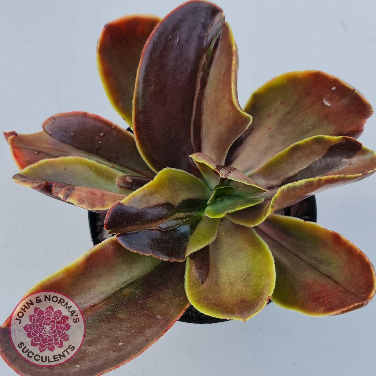 Echeveria fimbriata variegated