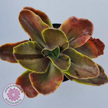 Load image into Gallery viewer, Echeveria fimbriata variegated - John &amp; Norma&#39;s Succulents
