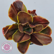 Load image into Gallery viewer, Echeveria fimbriata variegated - John &amp; Norma&#39;s Succulents
