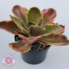 Load image into Gallery viewer, Echeveria fimbriata variegated - John &amp; Norma&#39;s Succulents
