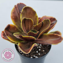 Load image into Gallery viewer, Echeveria fimbriata variegated - John &amp; Norma&#39;s Succulents
