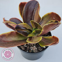 Load image into Gallery viewer, Echeveria fimbriata variegated - John &amp; Norma&#39;s Succulents
