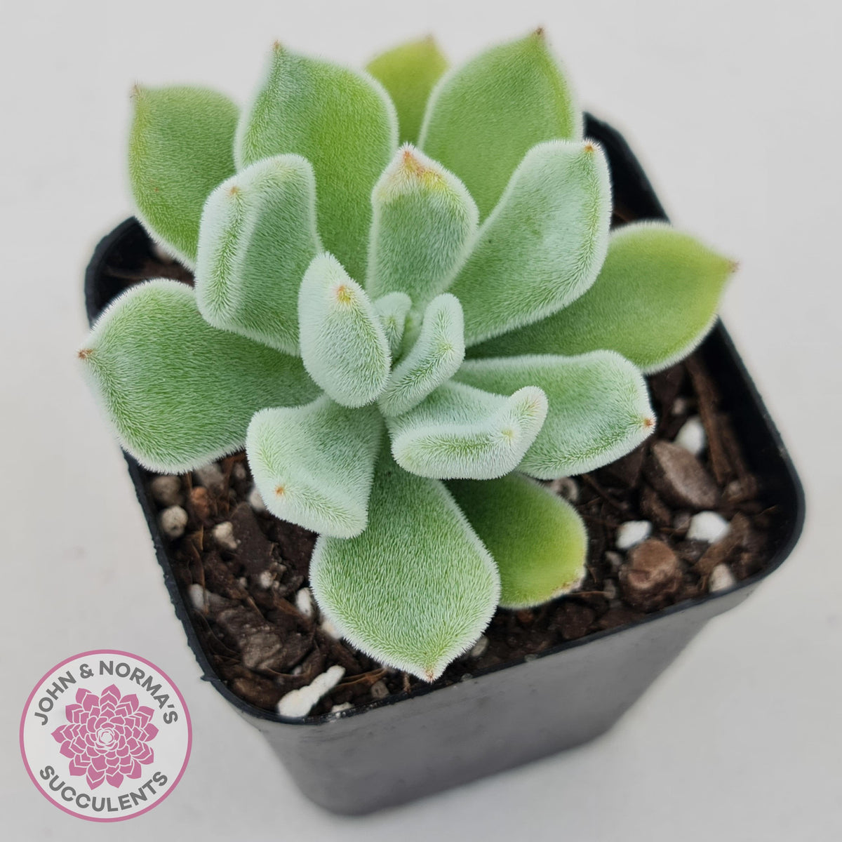 Echeveria pulvinata 'Frosty'