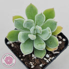 Echeveria pulvinata 'Frosty'