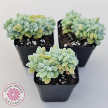 Load image into Gallery viewer, Echeveria pulvinata Frosty Crest - John &amp; Norma&#39;s Succulents
