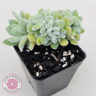 Echeveria pulvinata 'Frosty' Crest