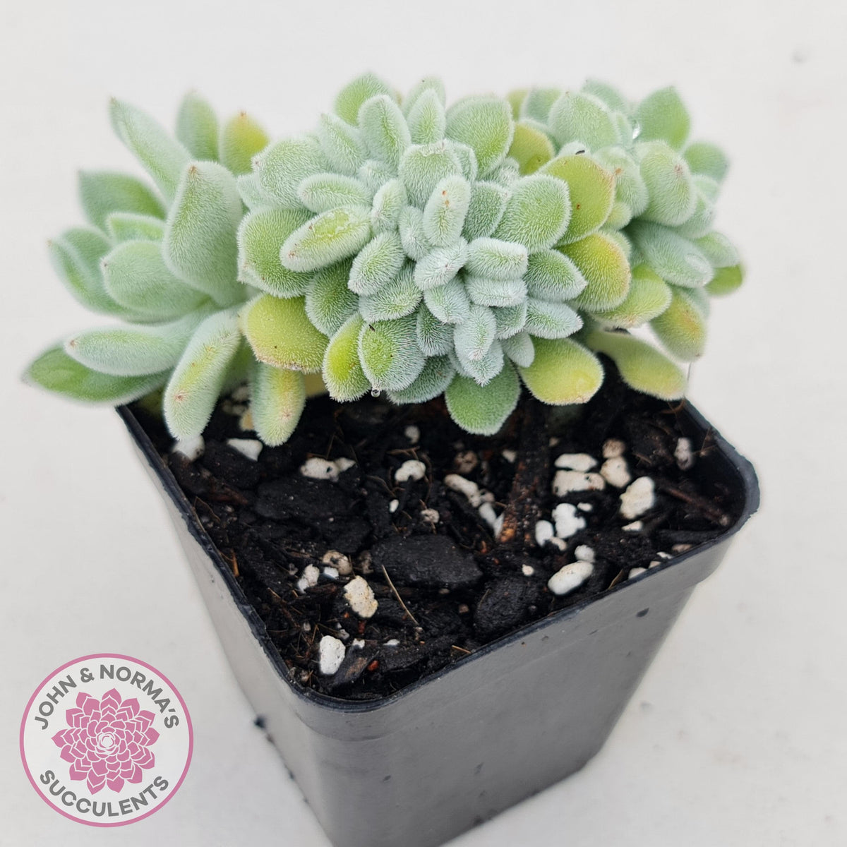 Echeveria pulvinata 'Frosty' Crest