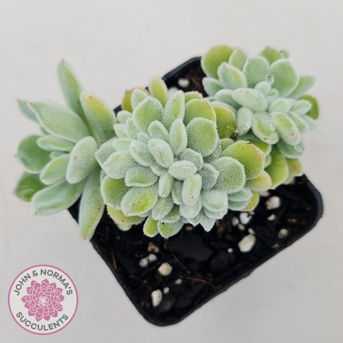 Echeveria pulvinata 'Frosty' Crest