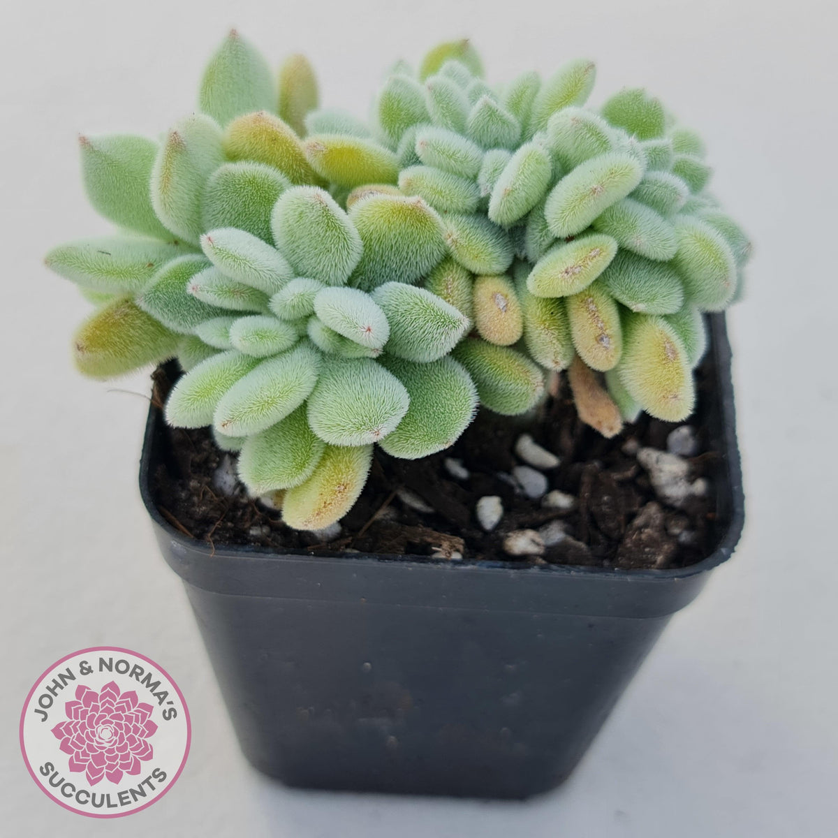 Echeveria pulvinata 'Frosty' Crest