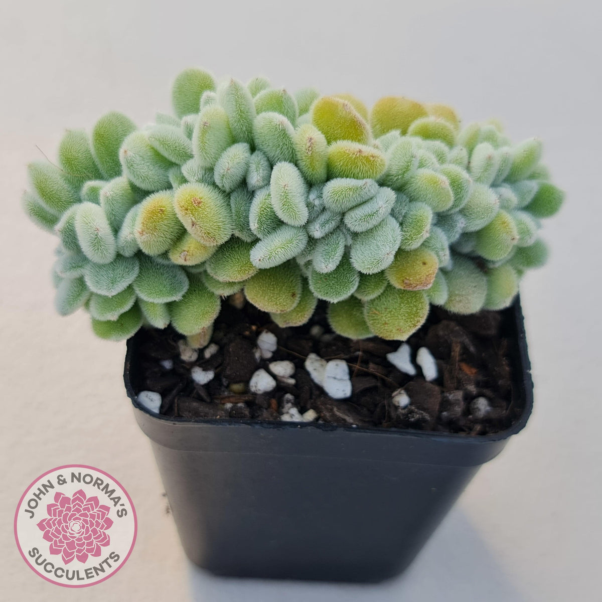 Echeveria pulvinata 'Frosty' Crest
