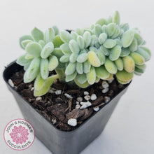 Load image into Gallery viewer, Echeveria pulvinata Frosty Crest - John &amp; Norma&#39;s Succulents
