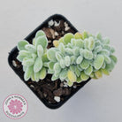 Echeveria pulvinata 'Frosty' Crest