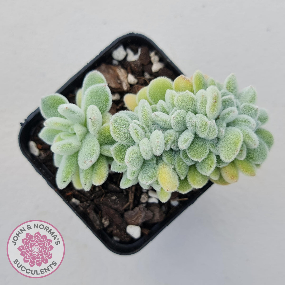 Echeveria pulvinata 'Frosty' Crest