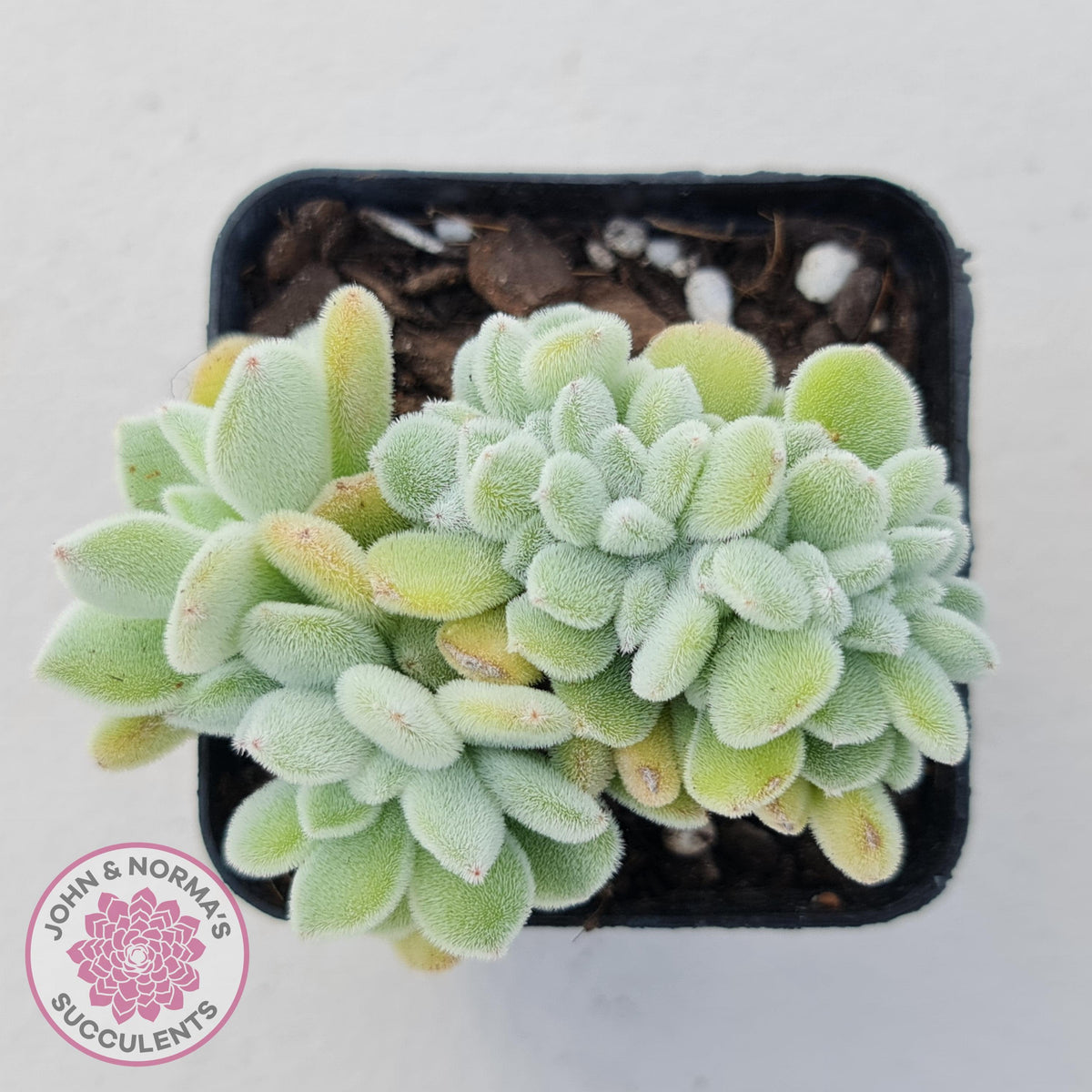 Echeveria pulvinata 'Frosty' Crest