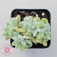 Load image into Gallery viewer, Echeveria pulvinata Frosty Crest - John &amp; Norma&#39;s Succulents
