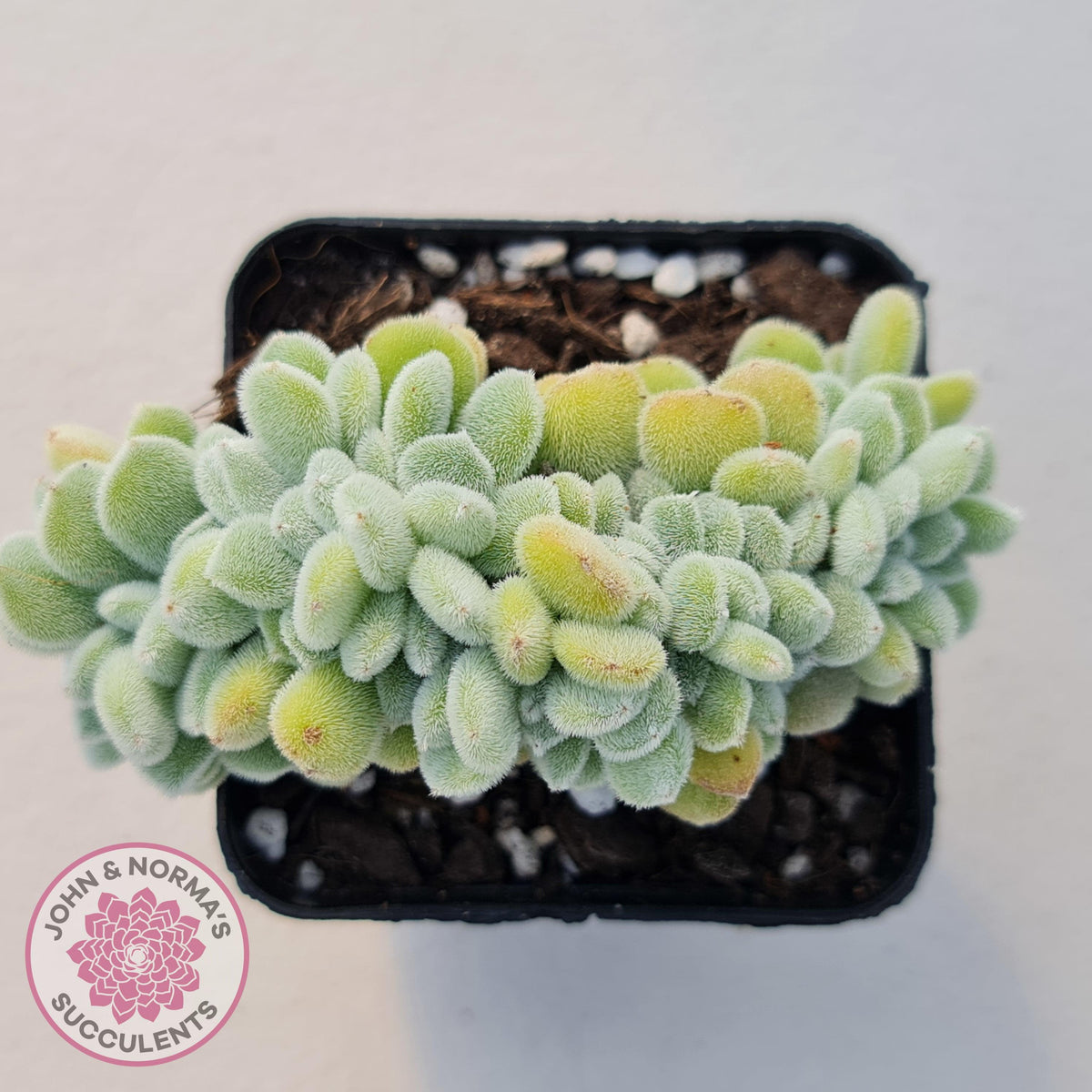 Echeveria pulvinata 'Frosty' Crest