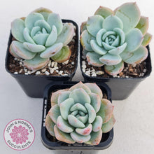 Load image into Gallery viewer, Echeveria Ghost - John &amp; Norma&#39;s Succulents
