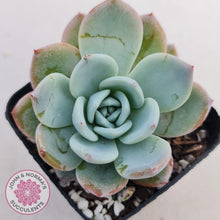 Load image into Gallery viewer, Echeveria Ghost - John &amp; Norma&#39;s Succulents
