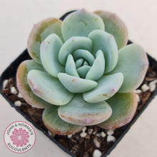 Load image into Gallery viewer, Echeveria Ghost - John &amp; Norma&#39;s Succulents
