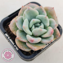 Load image into Gallery viewer, Echeveria Ghost - John &amp; Norma&#39;s Succulents
