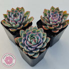 Echeveria Hera