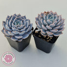 Echeveria Morning Beauty