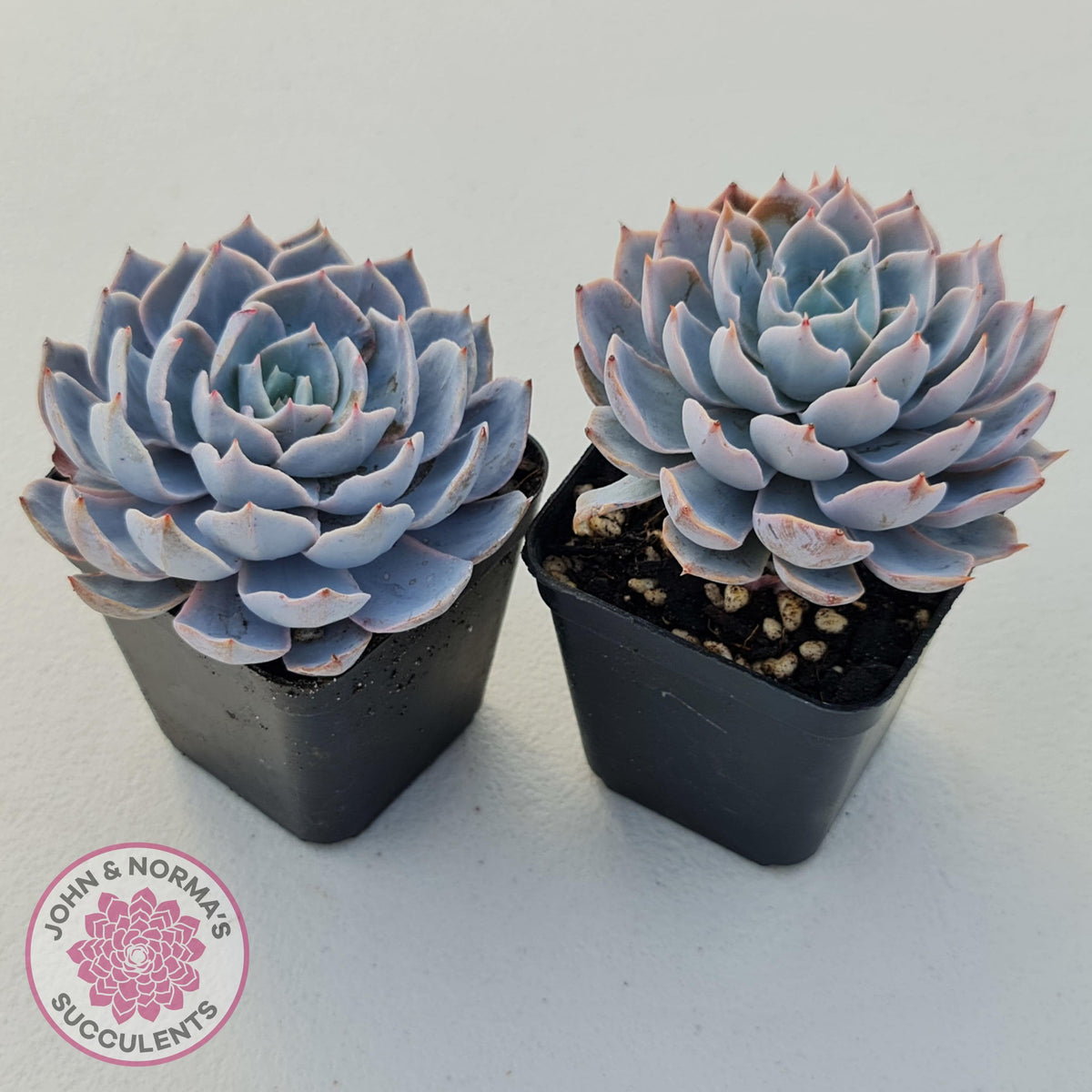 Echeveria Morning Beauty