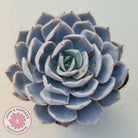 Echeveria Morning Beauty