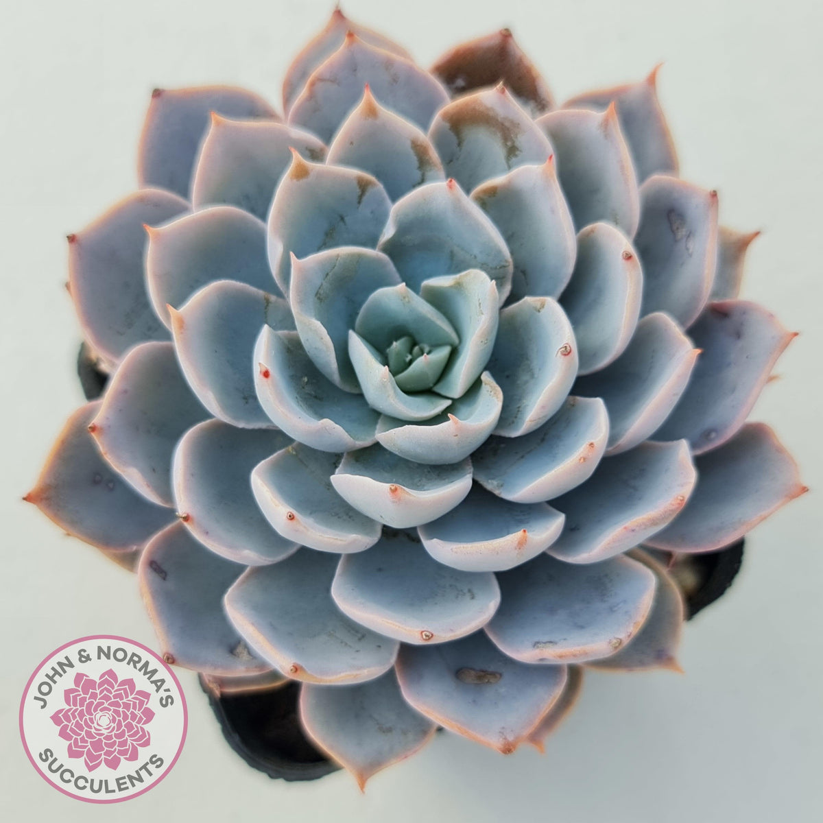 Echeveria Morning Beauty