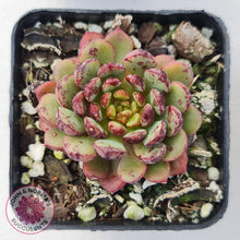 Load image into Gallery viewer, Echeveria Nocturne (W/pups) - John &amp; Norma&#39;s Succulents
