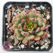 Load image into Gallery viewer, Echeveria Nocturne (W/pups) - John &amp; Norma&#39;s Succulents
