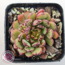 Load image into Gallery viewer, Echeveria Nocturne (W/pups) - John &amp; Norma&#39;s Succulents
