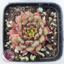 Load image into Gallery viewer, Echeveria Nocturne (W/pups) - John &amp; Norma&#39;s Succulents
