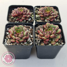 Load image into Gallery viewer, Echeveria Nocturne (W/pups) - John &amp; Norma&#39;s Succulents
