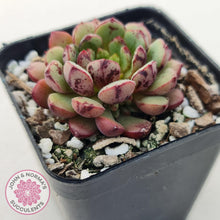 Load image into Gallery viewer, Echeveria Nocturne (W/pups) - John &amp; Norma&#39;s Succulents
